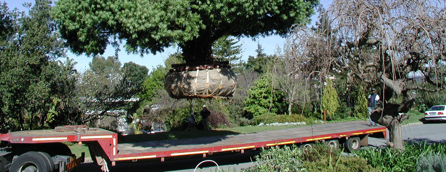 podocarpus henkelii uniepark 1 1