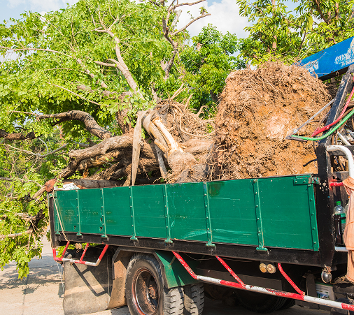 shopping cart against trees 1