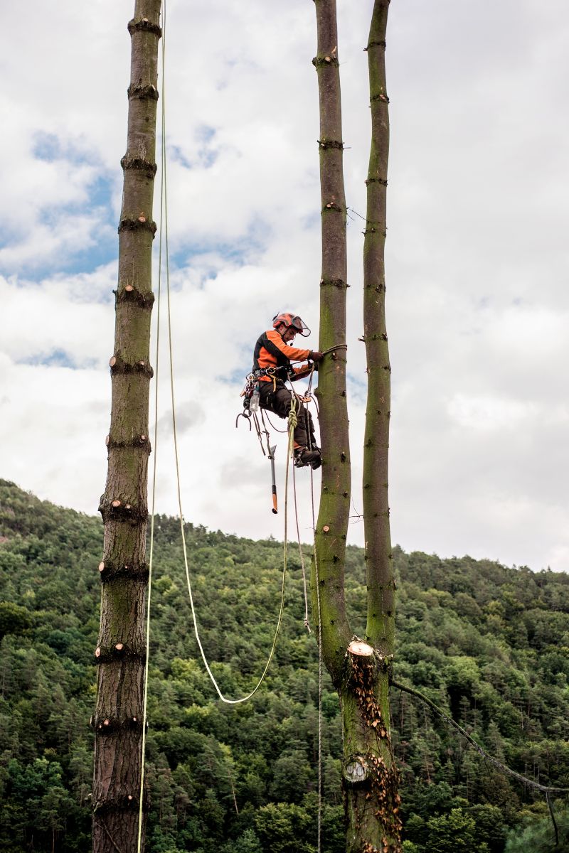arborborist removing trees