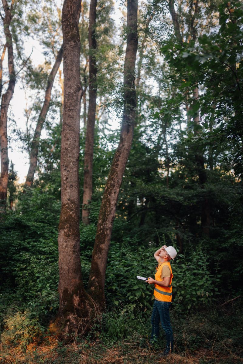 arborist tree inspection