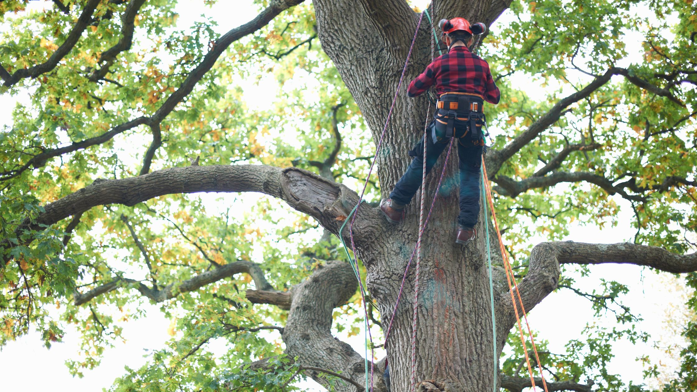 arborist inspecting tree in perth