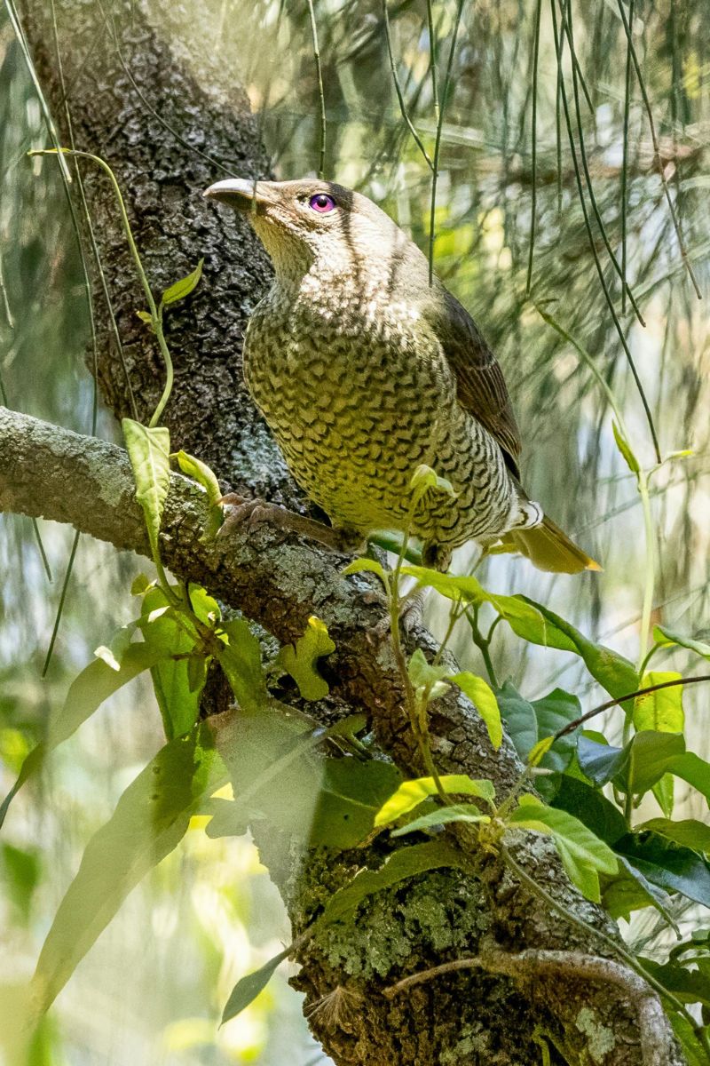 australian native birds