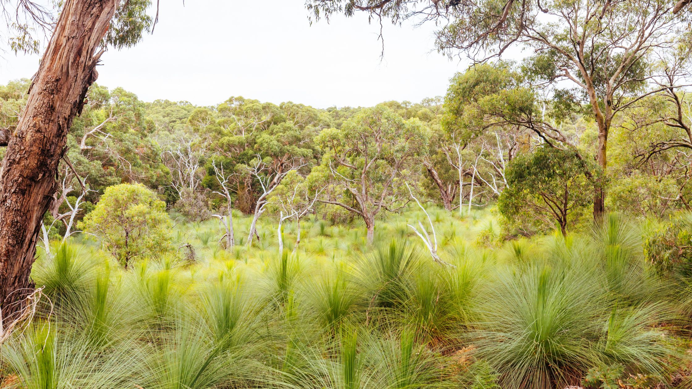 australian outback bush