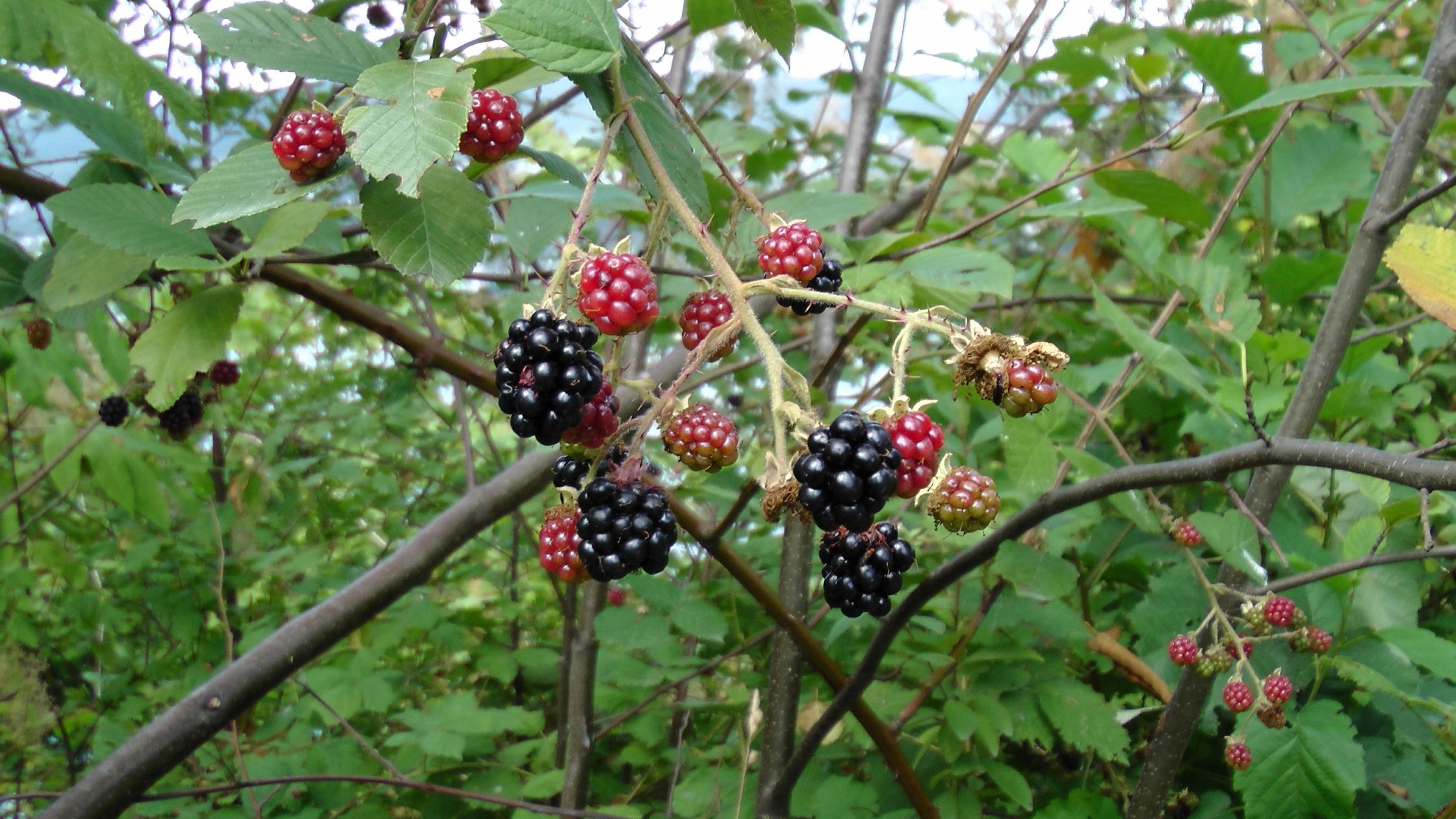 invasive black berry