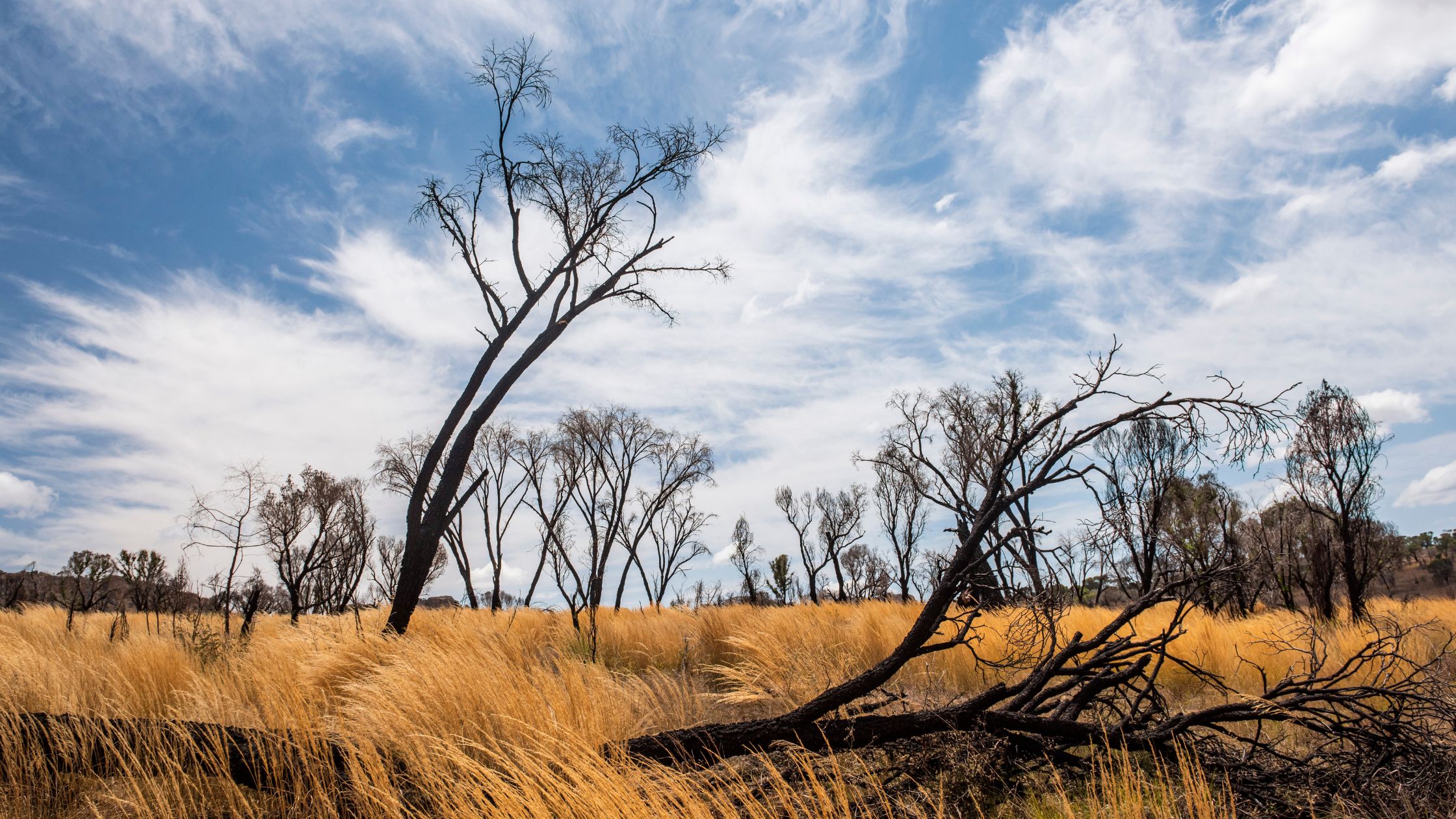 land clearing after fire