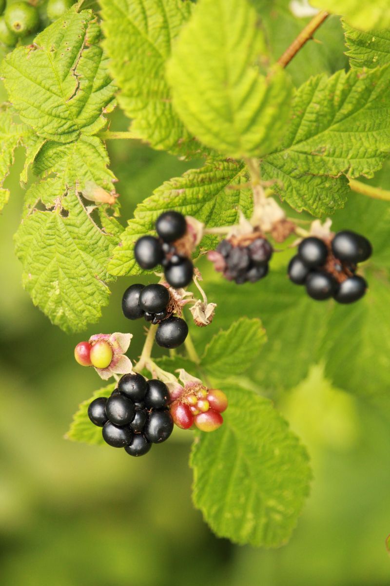 closeup shot of wild berries in the forest