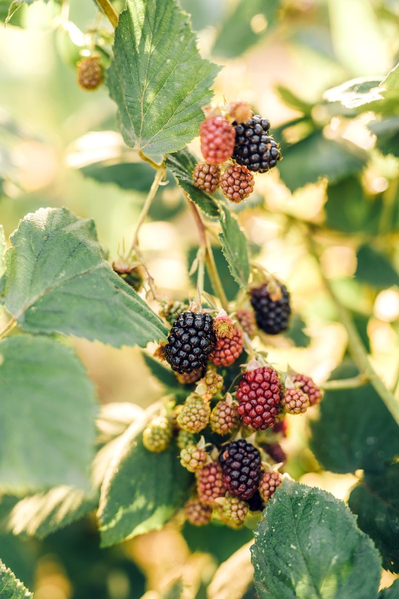 invasive blackberry berries