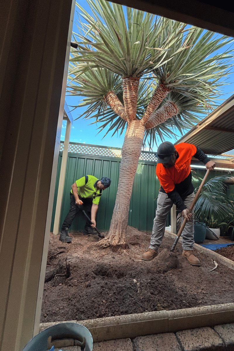 Digging up Dragon Fruit Tree for Relocation