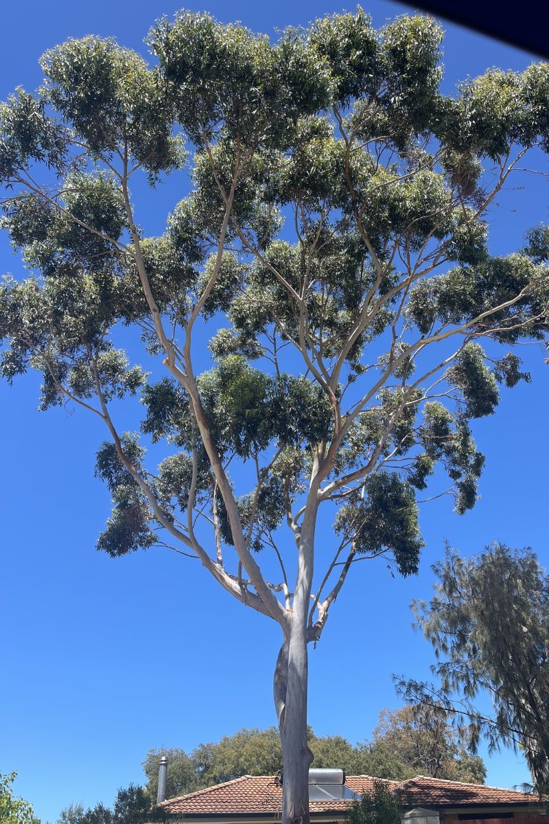 green surgery | tree limb wieght reduction service karrinyup