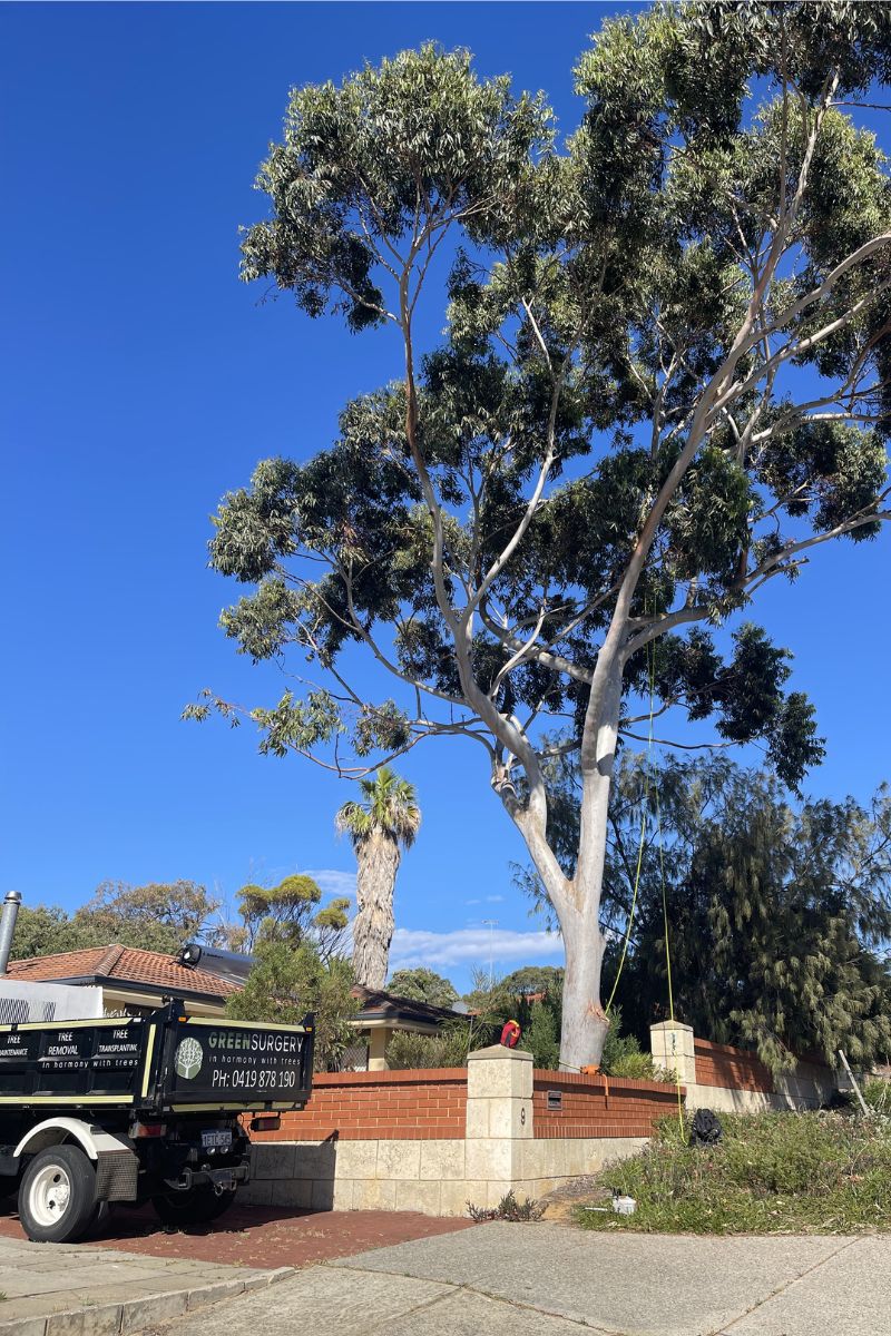 tree service karrinyup | tree limb wieght reduction